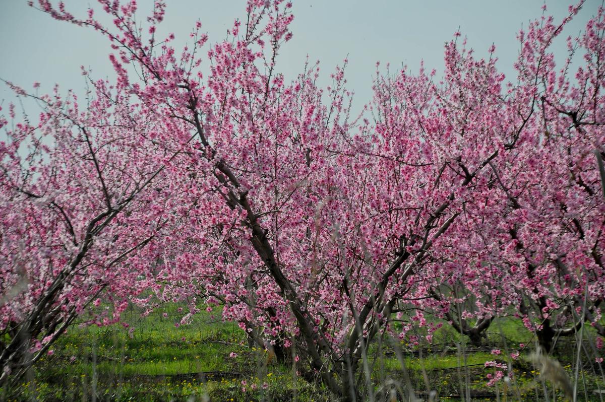 Baharın gelişiyle rengarenk oldu! Amik Ovası'nı bir de şimdi g&ouml;r&uuml;n