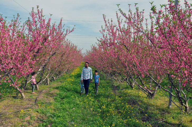 Baharın gelişiyle rengarenk oldu! Amik Ovası'nı bir de şimdi görün G4
