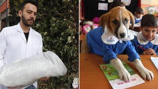 'Fındık'ın cansız bedeni Tokat'a gönderildi