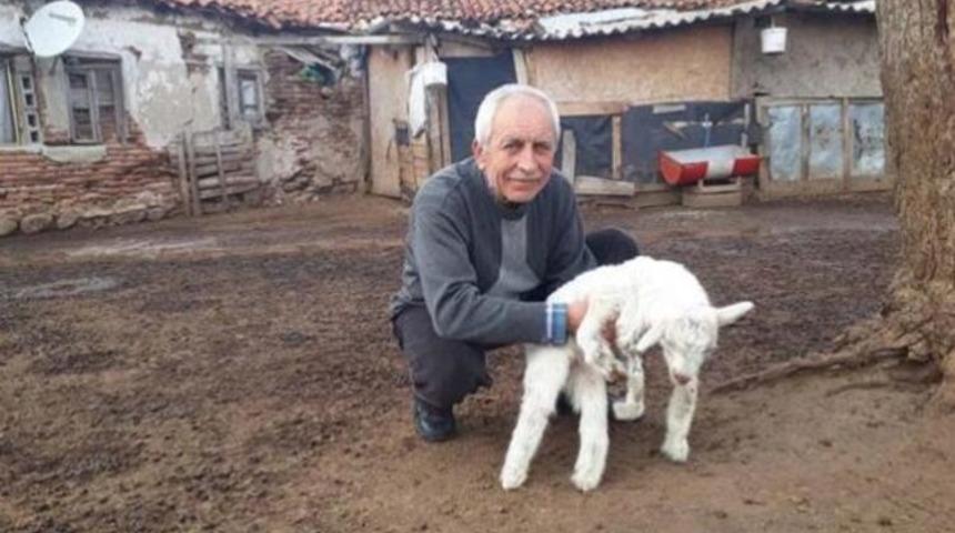 Çanakkale’nin Bayramiç ilçesinde bir keçi, 5 ayaklı oğlak doğurdu