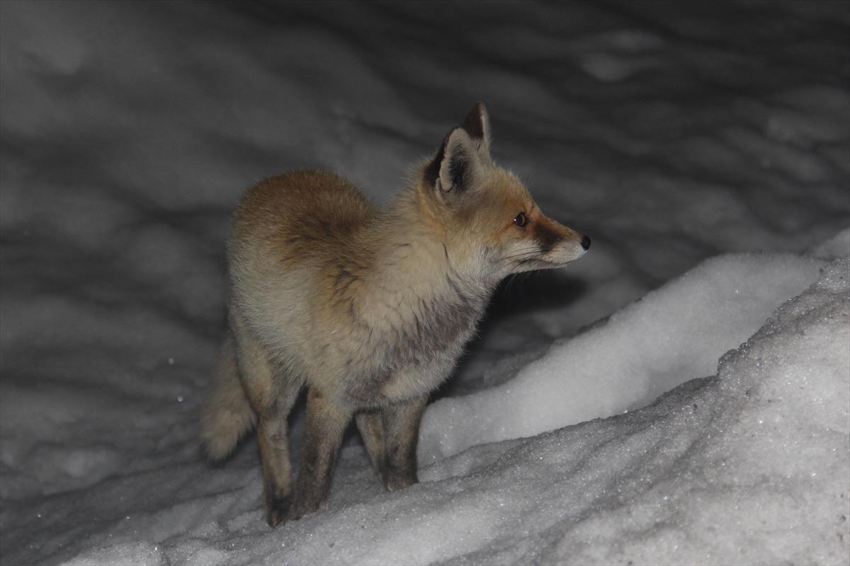 A&ccedil; kalan tilkinin mahalledeki yiyecek arayışı g&ouml;r&uuml;nt&uuml;lendi