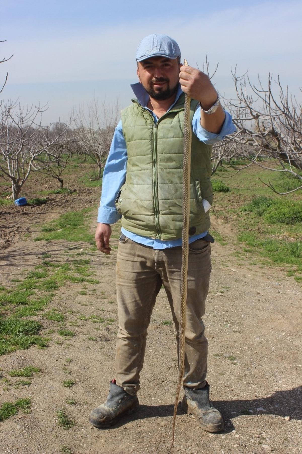 Dikkat! Yılanlar bu yıl erken uyandı