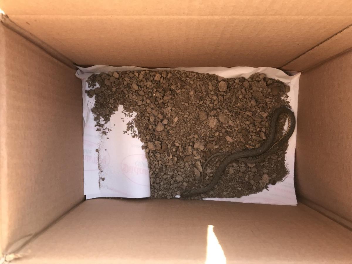 Vatandaş parkta bulduğu yılanı avucunda sevdi