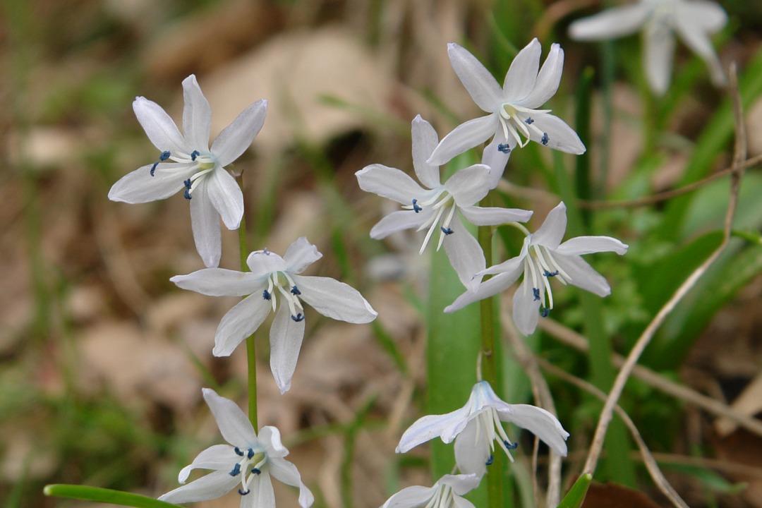 Hakkari'de endemik bitki t&uuml;r&uuml; keşfedildi!