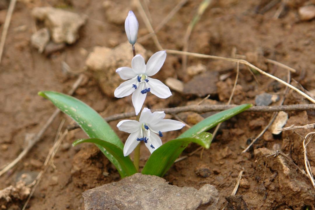 Hakkari'de endemik bitki t&uuml;r&uuml; keşfedildi