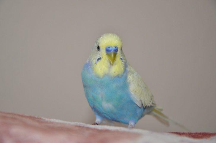 Fanatik Beşiktaşlı muhabbet kuşu evin maskotu oldu G1