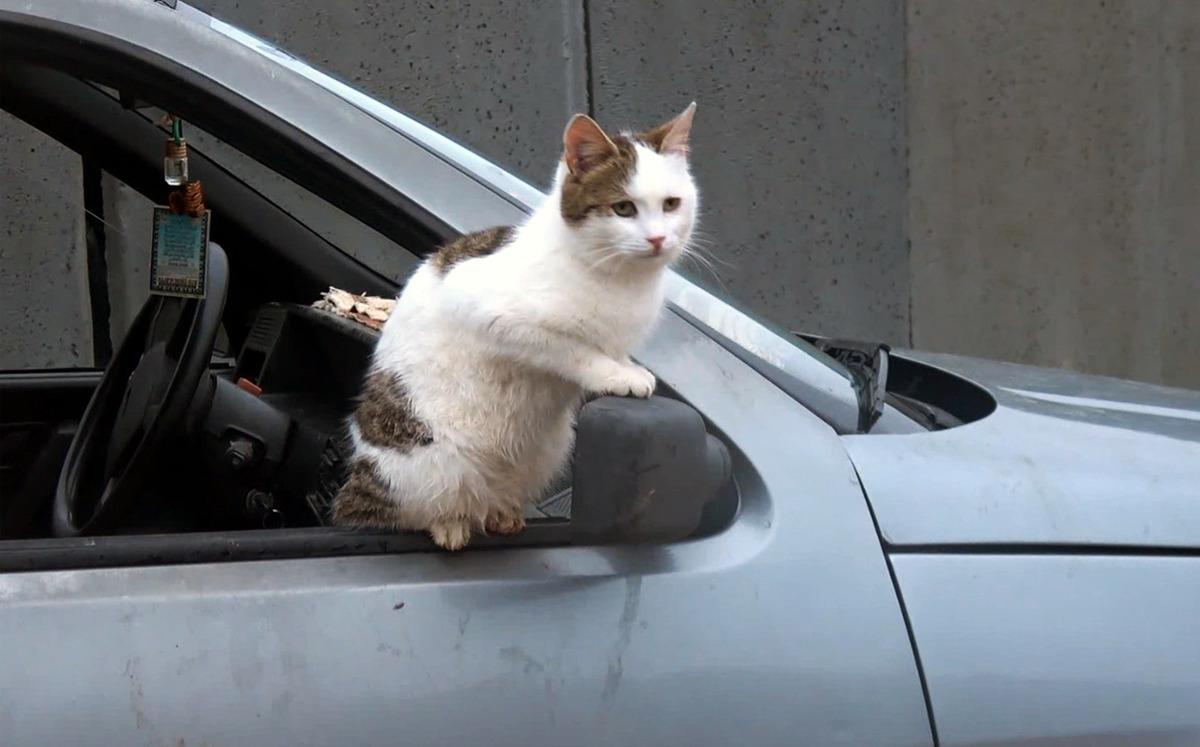 Emekli maaşıyla sokak hayvanlarına bakıyorlar