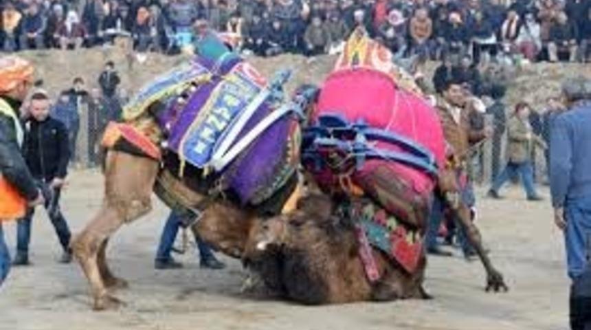 Deve g&uuml;reşlerinin gelirleri hastaneye cihaz alımı i&ccedil;in bağışlanacak