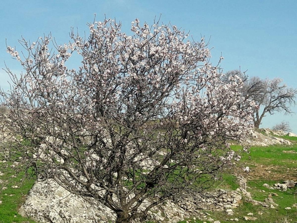 Silvan&rsquo;da badem ağa&ccedil;ları &ccedil;i&ccedil;ek a&ccedil;tı