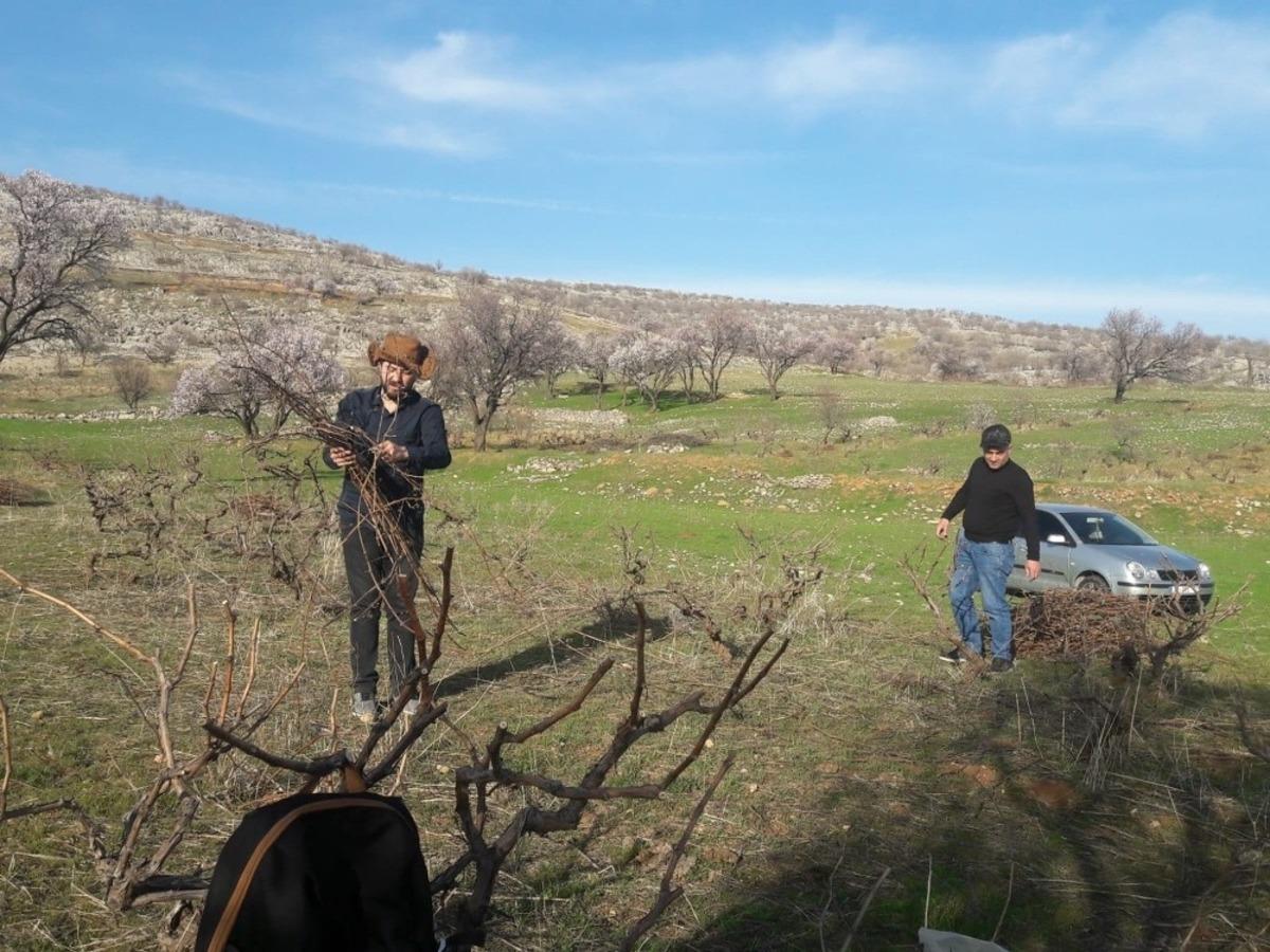 Silvan&rsquo;da bağ budama d&ouml;nemi başladı
