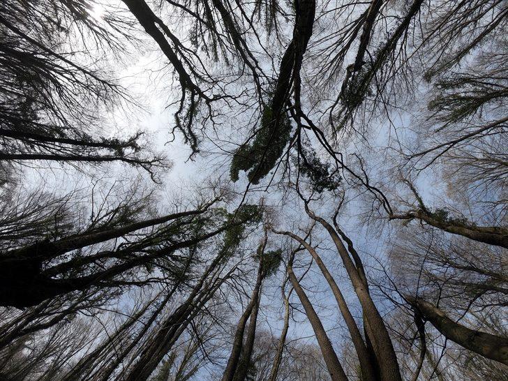 İğneada Longoz Ormanları güzelliği ile büyülüyor G1