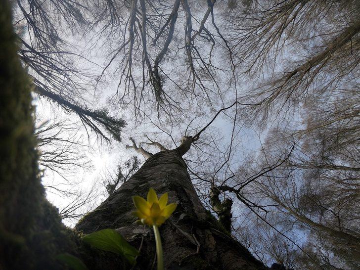 İğneada Longoz Ormanları güzelliği ile büyülüyor G2