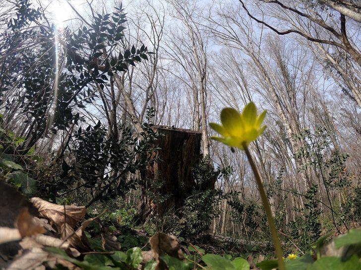 İğneada Longoz Ormanları güzelliği ile büyülüyor G3