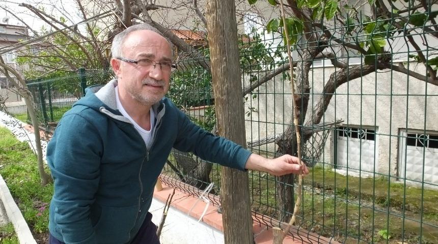 Burhaniye’de meyve ağaçlarında aşı zamanı