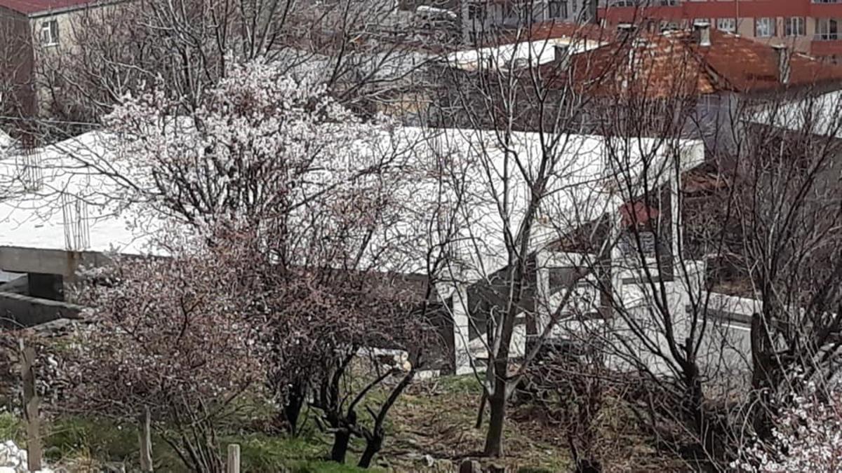 Kulp&rsquo;ta badem ağa&ccedil;ları erken &ccedil;i&ccedil;ek a&ccedil;tı