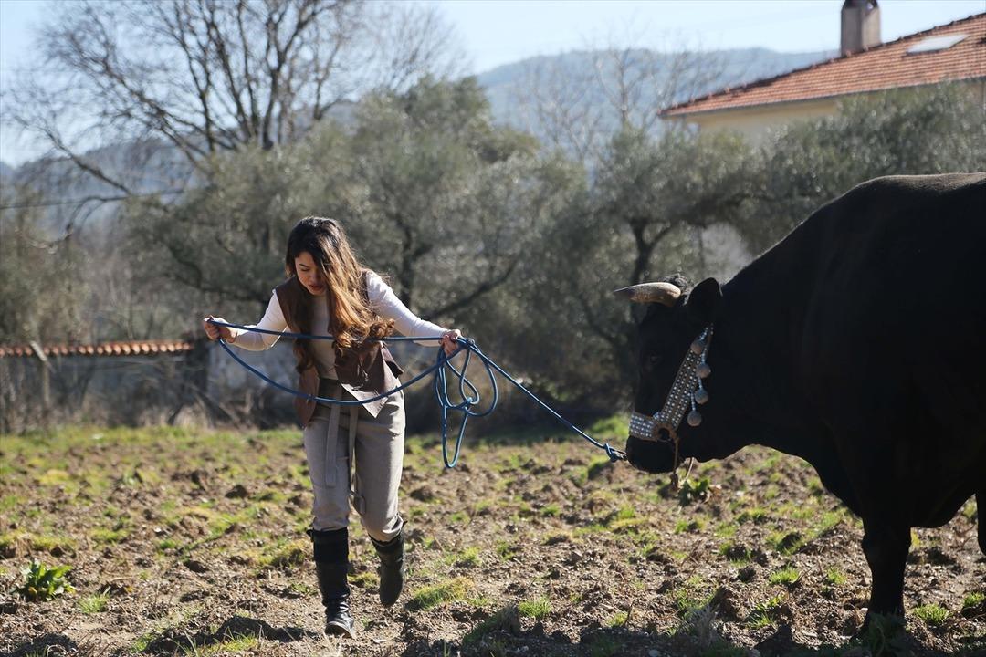 17 yaşındaki 'Hanımağa' boğaları g&uuml;reşe hazırlıyor