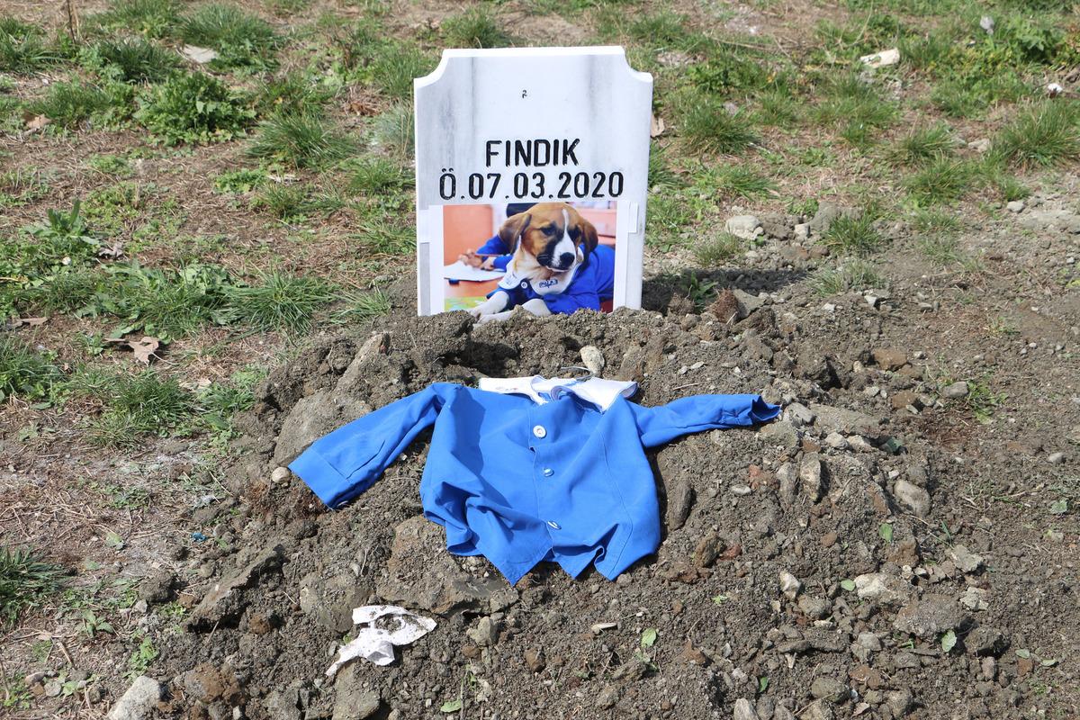 'Fındık', Turhal'da toprağa verildi