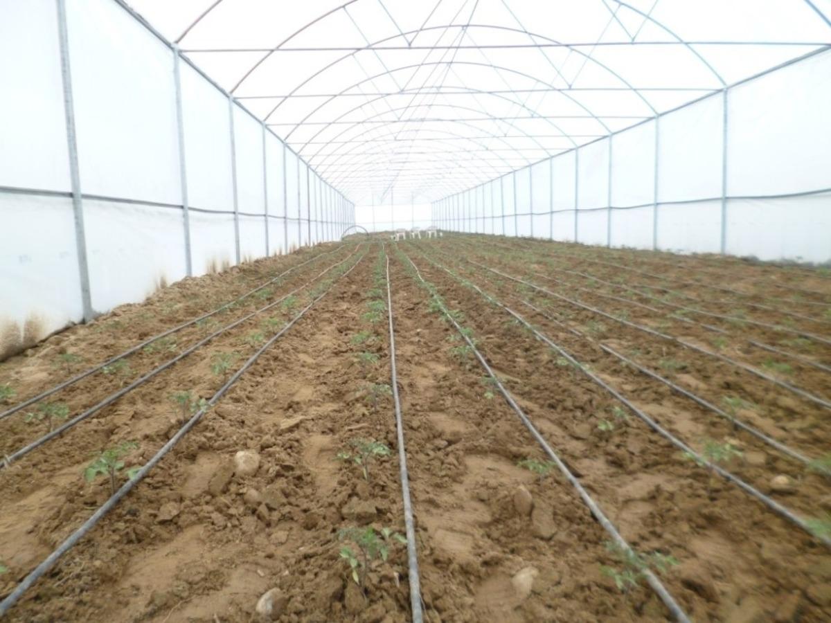 Manisalı &uuml;reticilere sera desteği
