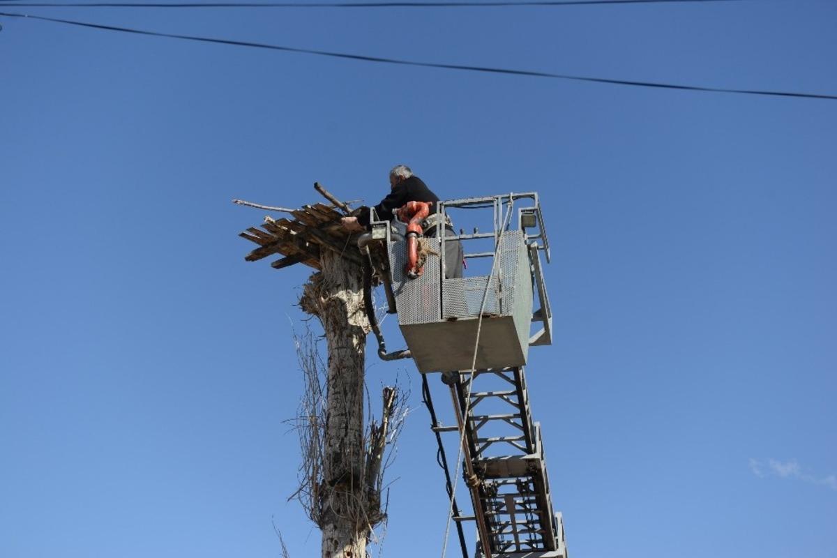 Muhtar leylek yuvasını tamir etti