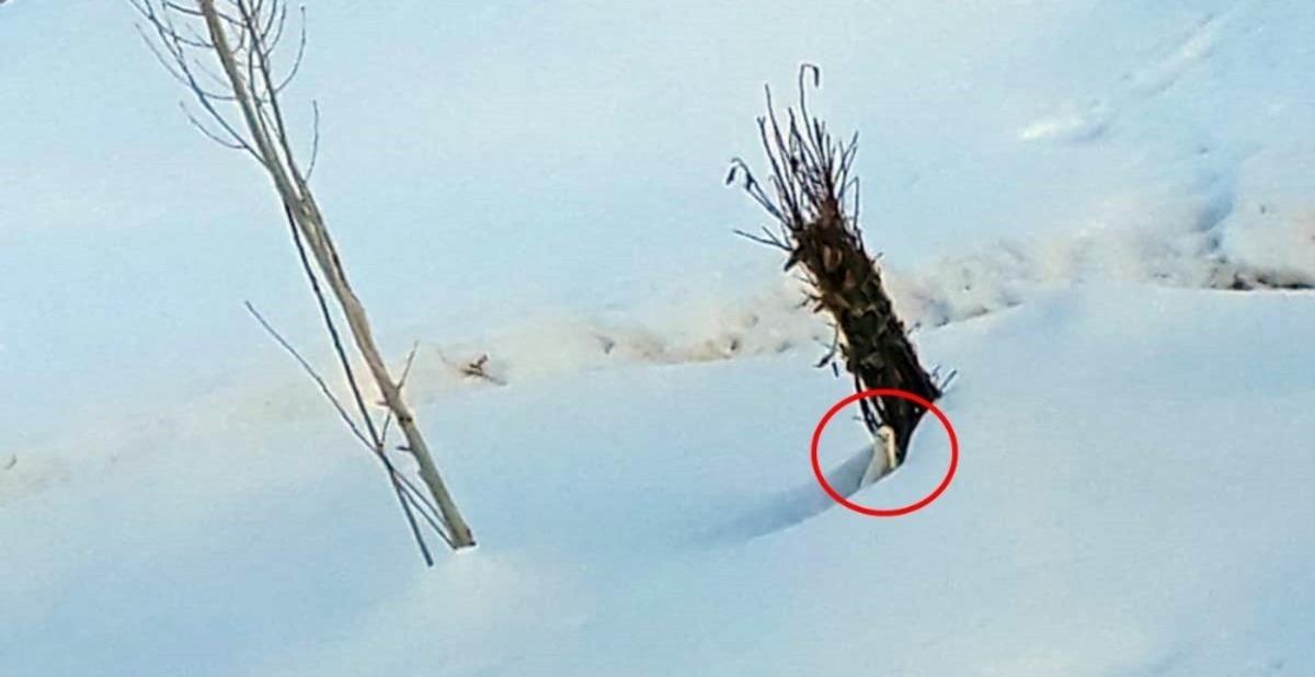 Y&uuml;ksekova&rsquo;da beyaz gelincik g&ouml;r&uuml;nt&uuml;lendi