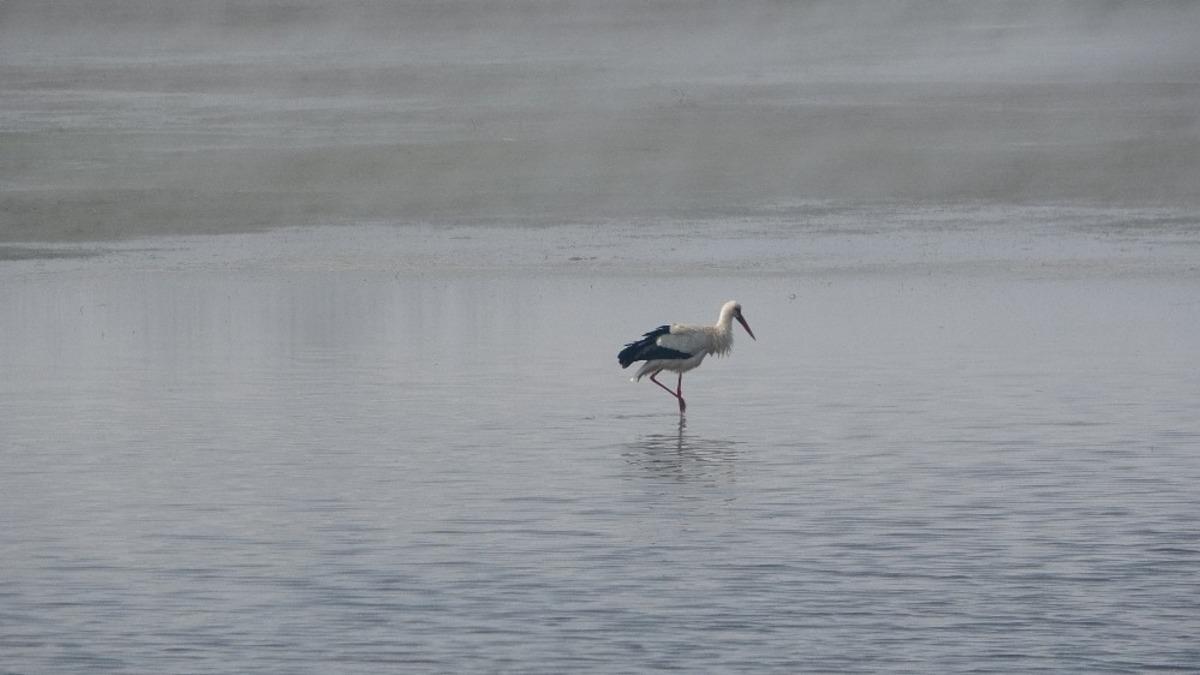 Baharın m&uuml;jdecisi leylekler Muş&rsquo;a geldi