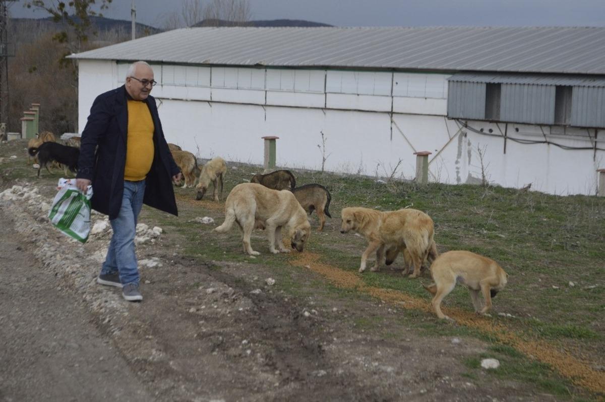 Tavşanlı&rsquo;da sokak k&ouml;peklerini kısırlaştırma alanı yapılıyor