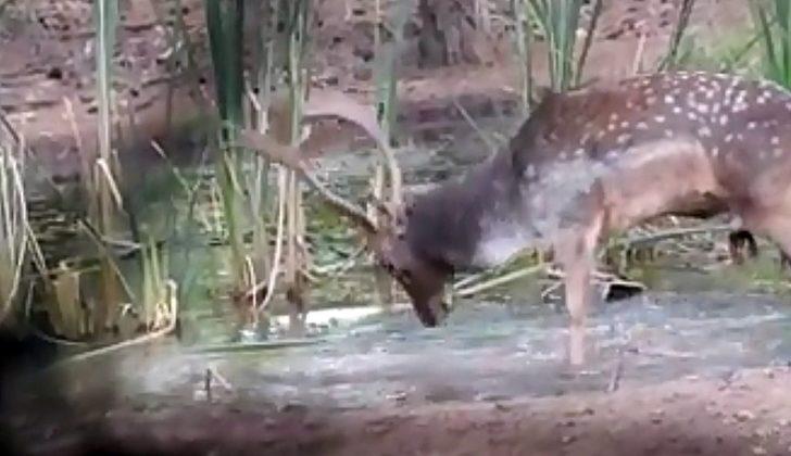 Çok nadir görülüyor! Fotokapana yakalandı G1