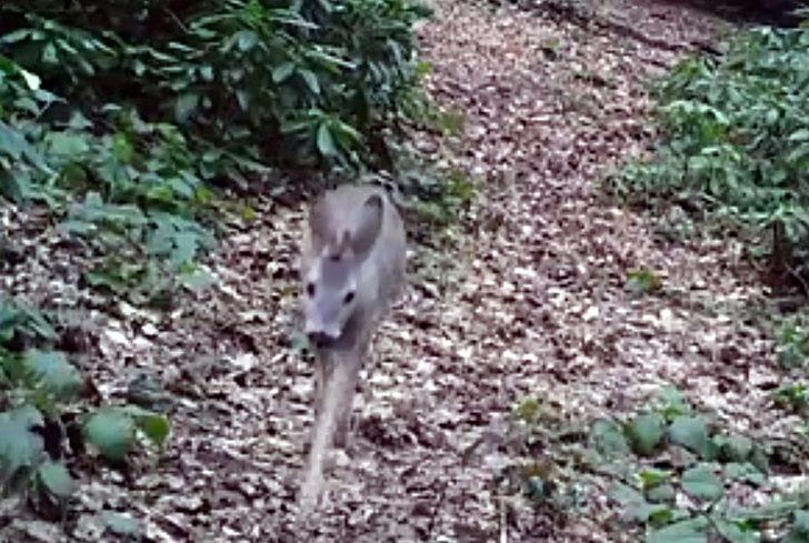 Çok nadir görülüyor! Fotokapana yakalandı G2