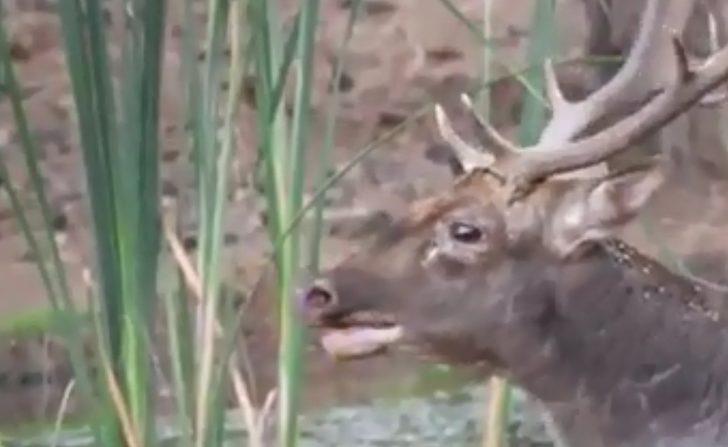 Çok nadir görülüyor! Fotokapana yakalandı G3