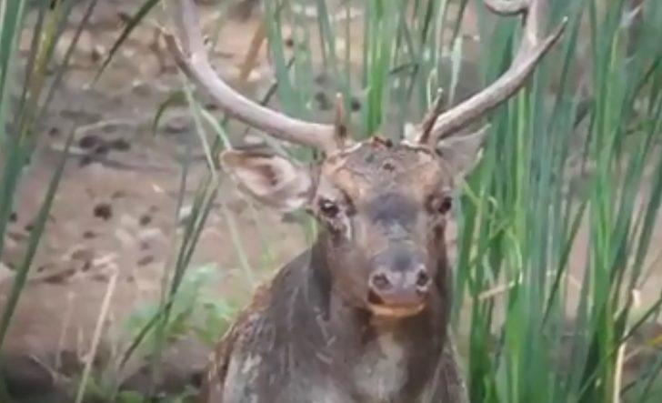 Çok nadir görülüyor! Fotokapana yakalandı G4