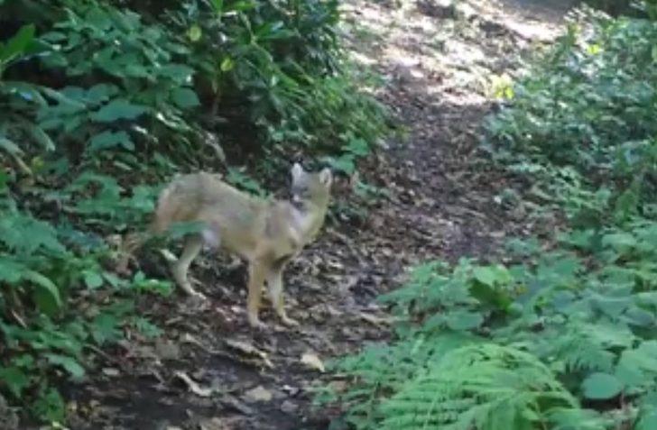 Çok nadir görülüyor! Fotokapana yakalandı G5