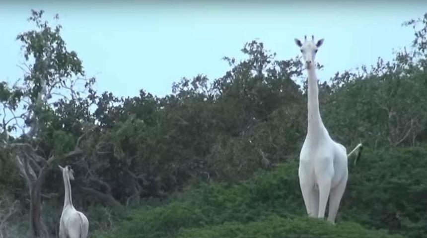D&uuml;nyadaki bilinen sonuncuydu! &Ouml;ld&uuml;r&uuml;ld&uuml;