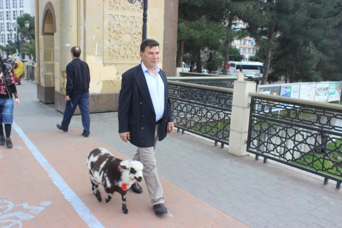 &Ccedil;arşamba&rsquo;nın g&ouml;z bebeği kuzu &ldquo;Kibrit&rdquo;