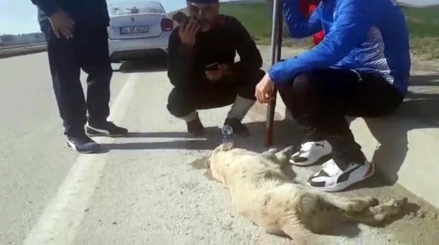 &Ccedil;anakkale yolunda araba &ccedil;arpan k&ouml;peğin yardımına y&uuml;r&uuml;yenler yetişti