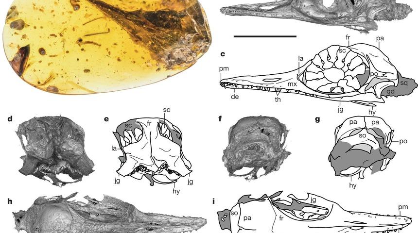 D&uuml;nyanın en k&uuml;&ccedil;&uuml;k dinozor fosili bulundu!