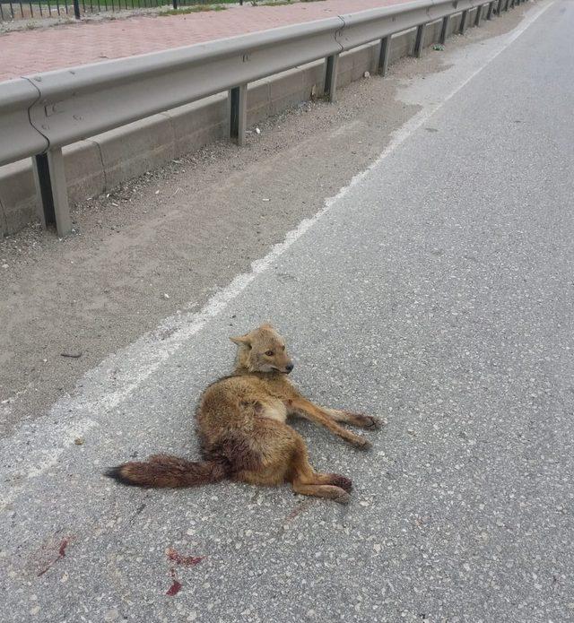 Adıyaman’da tilkiye otomobil çarptı