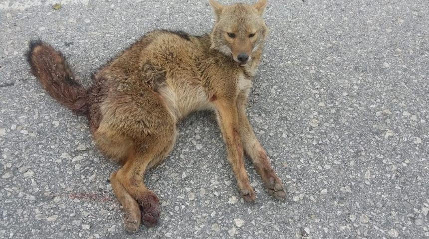 Adıyaman&rsquo;da tilkiye otomobil &ccedil;arptı