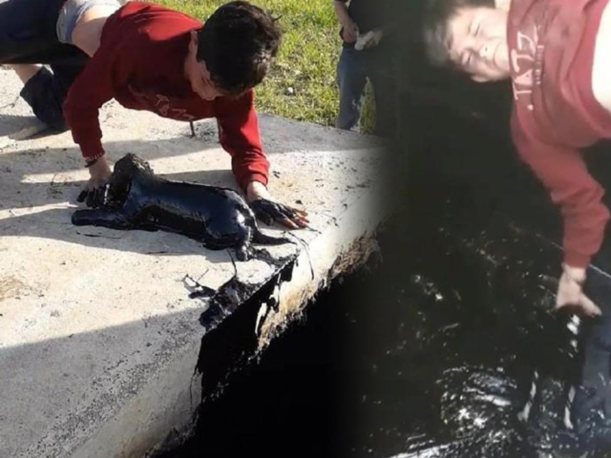 Diyabarkır'da &ccedil;ocuklar petrol kuyusuna d&uuml;şen yavru k&ouml;pekleri kurtardı