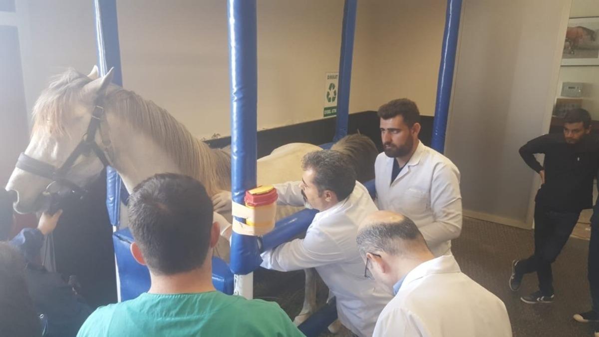 Veteriner fak&uuml;ltesi &ouml;ğrencileri hipodromda pratik yaptı