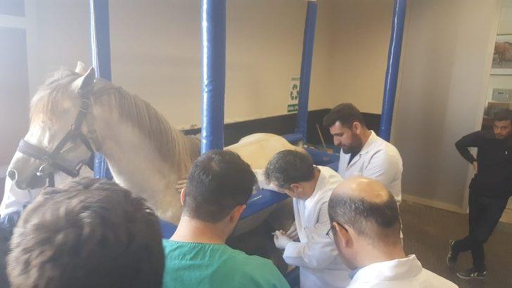 Veteriner fakültesi öğrencileri hipodromda pratik yaptı G2