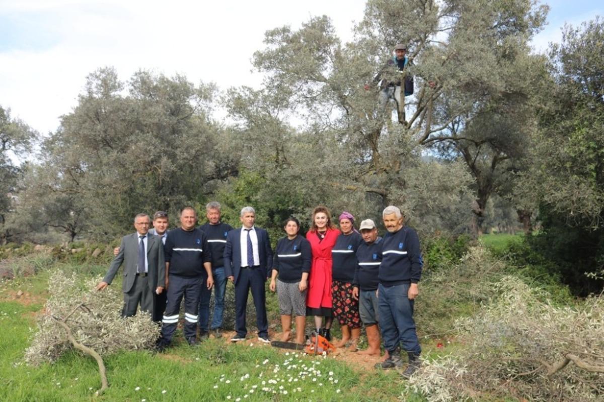 Budanan zeytin ağa&ccedil;ları, ihtiya&ccedil; sahiplerinin y&uuml;z&uuml;n&uuml; g&uuml;ld&uuml;recek