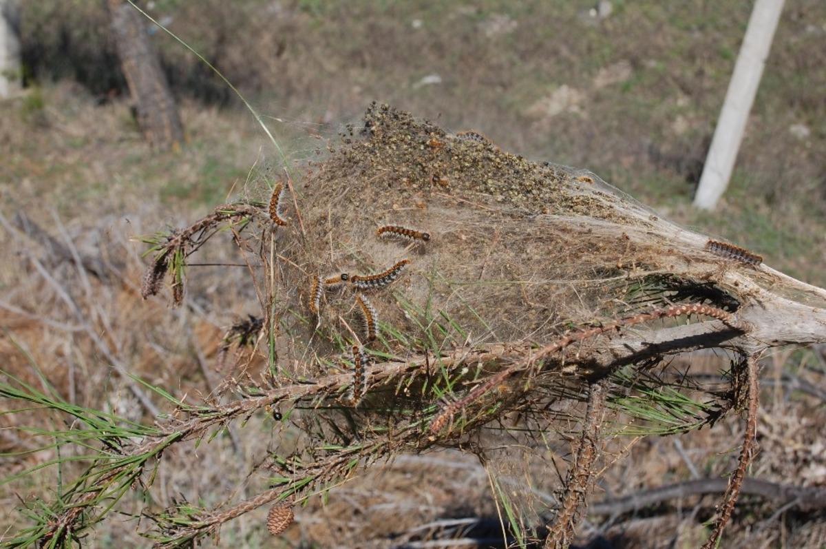 &Ccedil;am kese kurtları ağa&ccedil;lara zarar veriyor