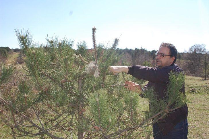 Çam kese kurtları ağaçlara zarar veriyor G2