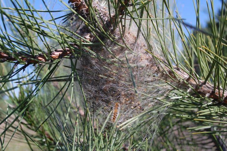 Çam kese kurtları ağaçlara zarar veriyor G3