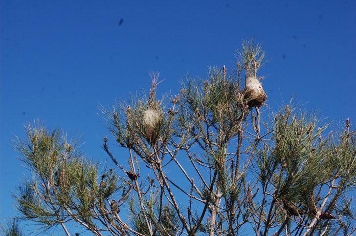 Çam kese kurtları ağaçlara zarar veriyor G4