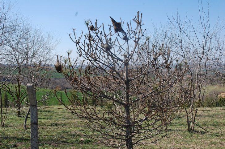 Çam kese kurtları ağaçlara zarar veriyor G5