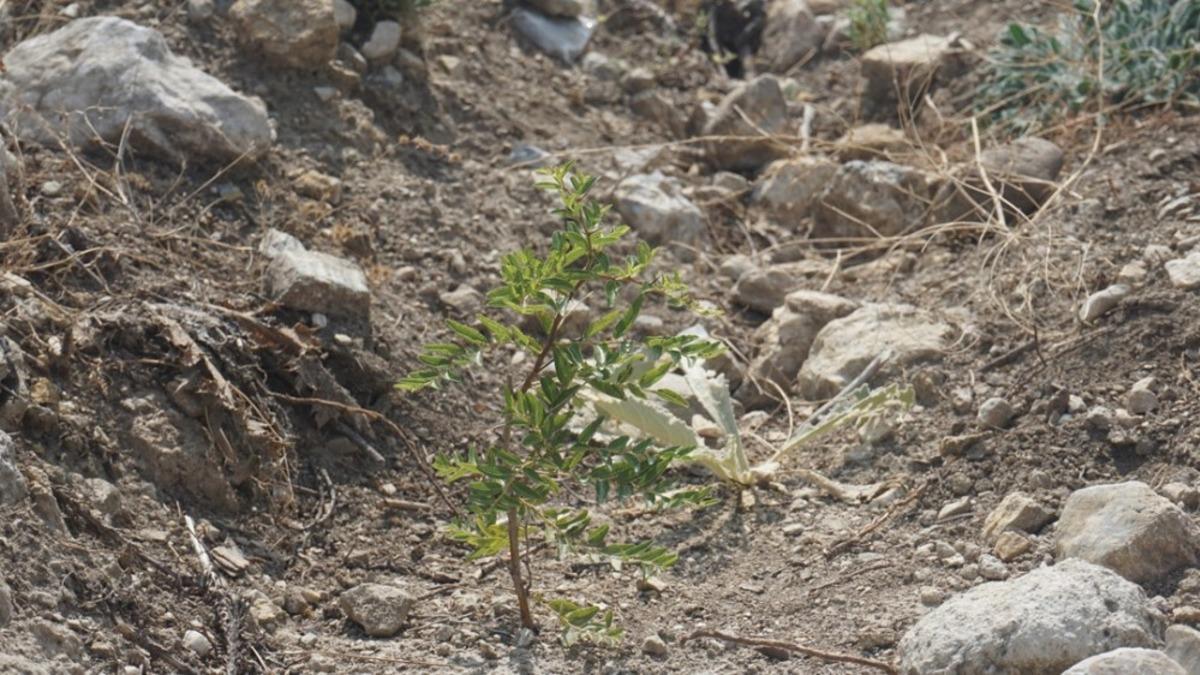 Demirci h&uuml;nnapta marka olacak