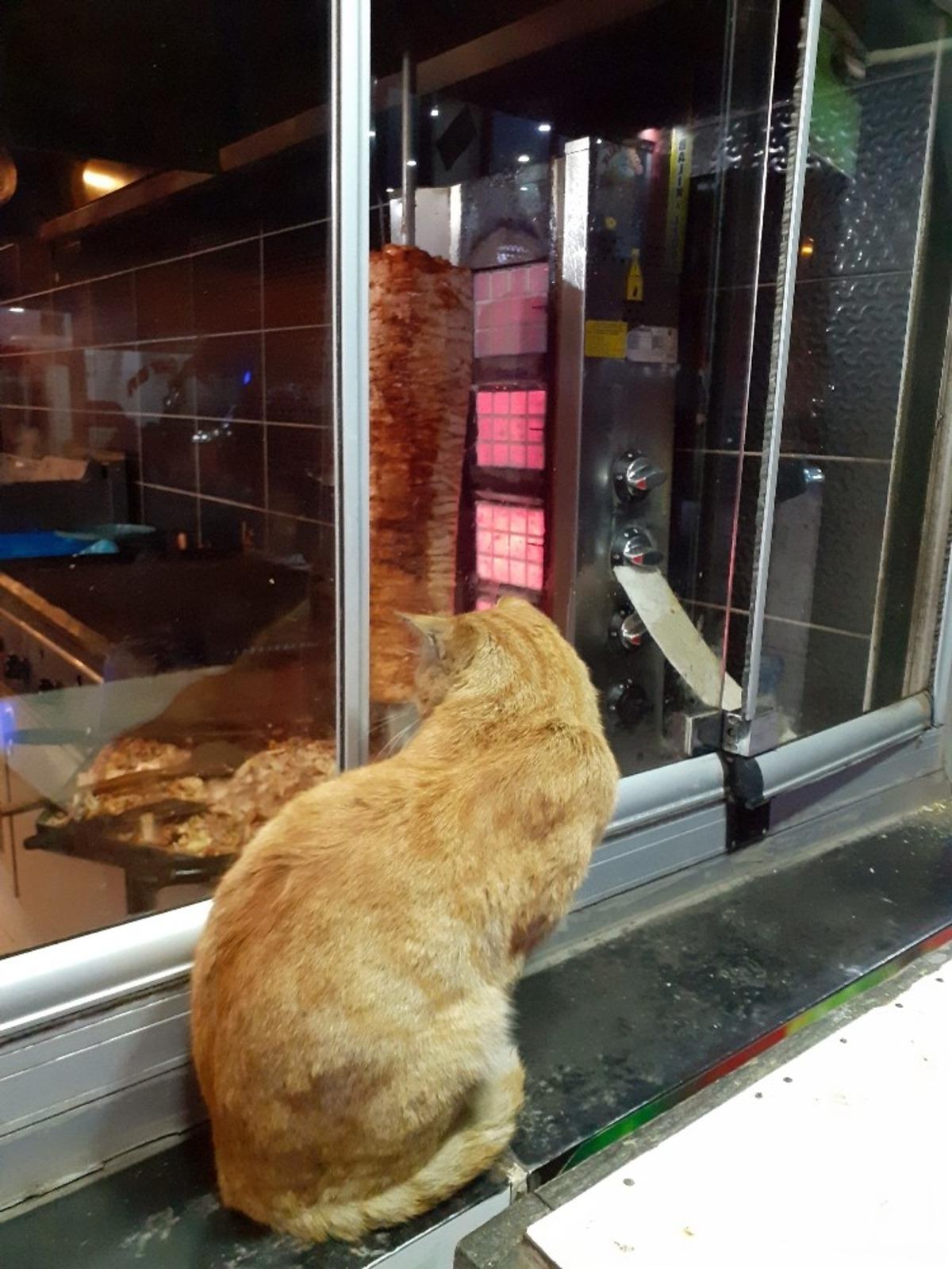 Ağrı&rsquo;da tavuk d&ouml;nere bakan a&ccedil; kedi y&uuml;rekleri sızlattı