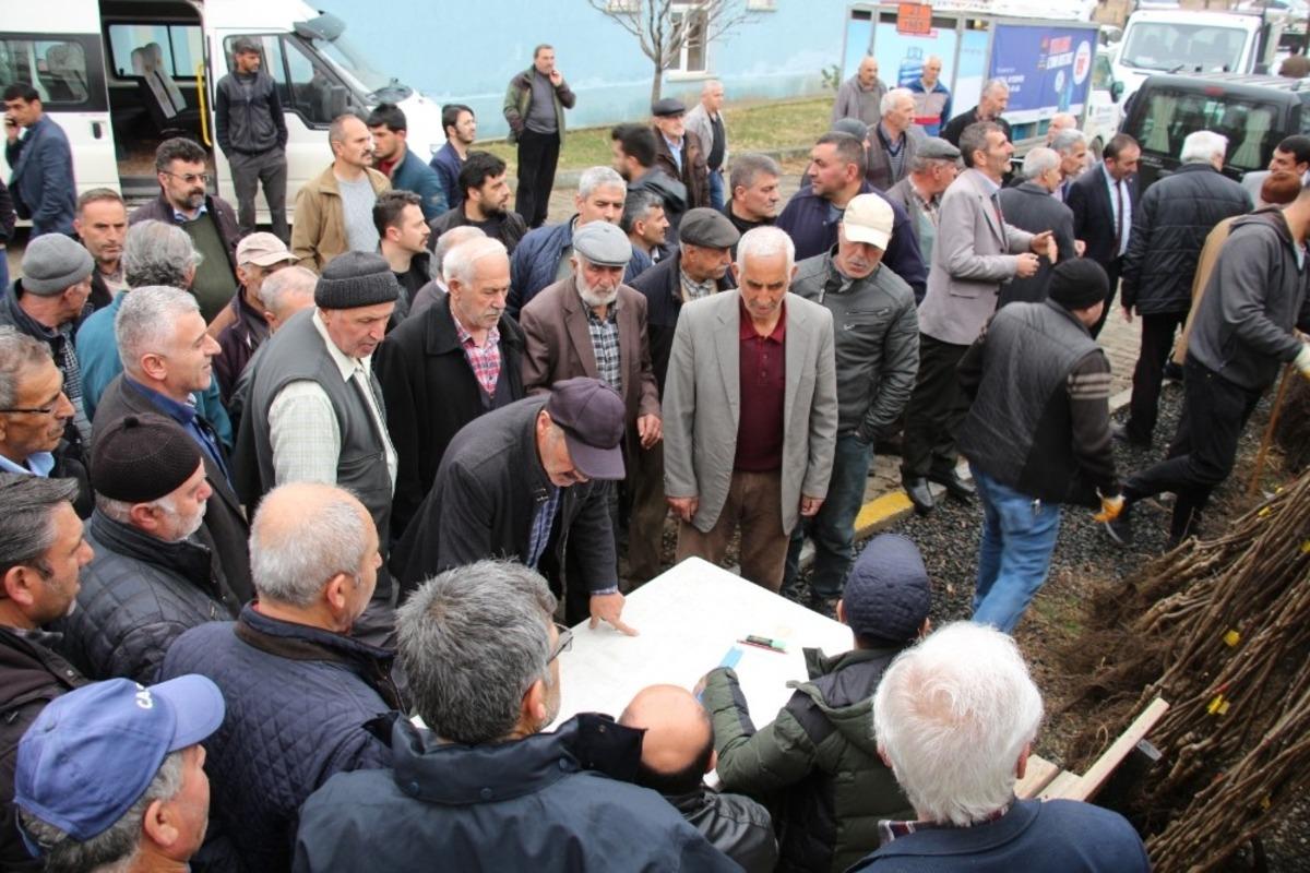 Oltulu &ccedil;ift&ccedil;ilere 10 bin Ceviz Fidanı hibe edildi