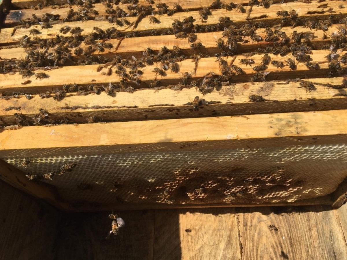 Bal arıları kış uykusundan uyandı